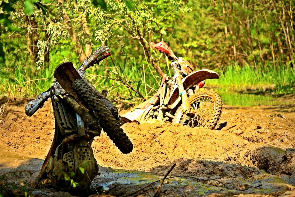 Soil Forest Jungle Grass photo