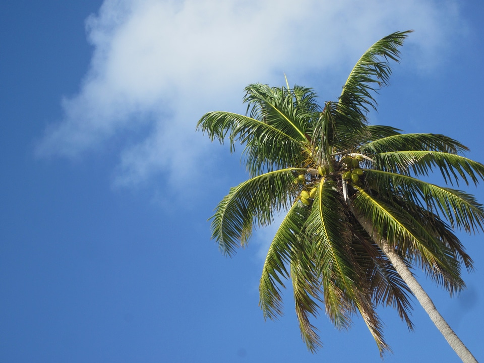 Coconut caribbean sky
