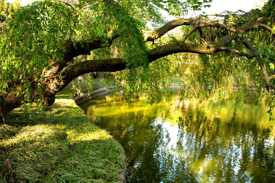 Reflection Water Nature Vegetation