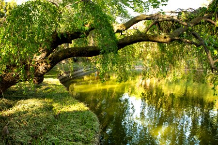 Reflection Water Nature Vegetation