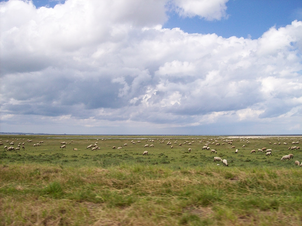 Flock sky clouds