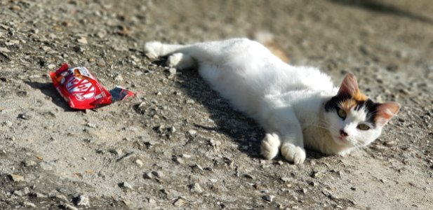 Cat Small To Medium Sized Cats Cat Like Mammal Whiskers
