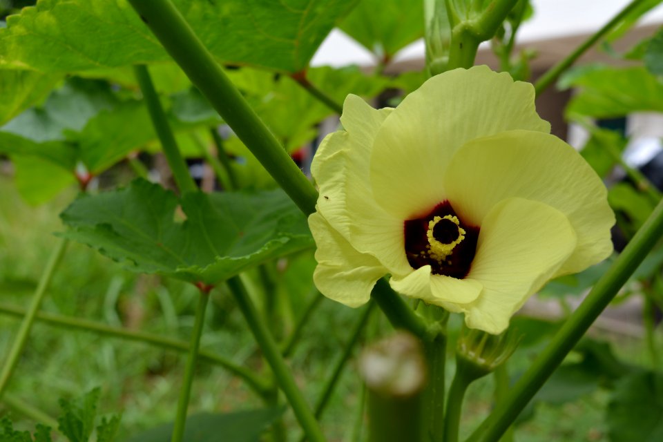 Plant Flower Okra Flora