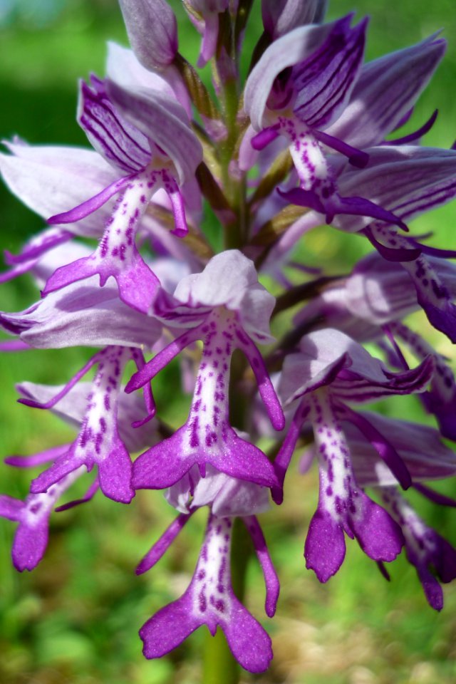 Plant Flora Purple Flower