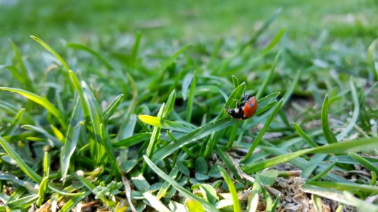 Plant Grass Flora Invertebrate