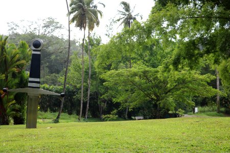 Tree Vegetation Grass Lawn