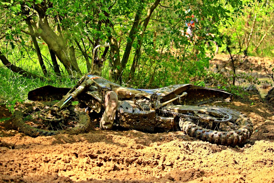 Tree Reptile Soil Landscape