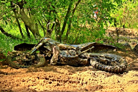 Tree Reptile Soil Landscape photo