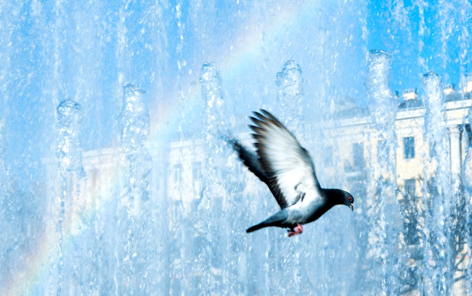 Water Sky Bird Fauna