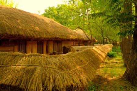 Thatching Hut Grass Agriculture photo