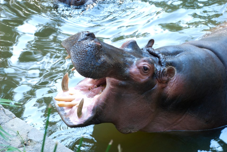 Hippopotamus Mammal Fauna Terrestrial Animal
