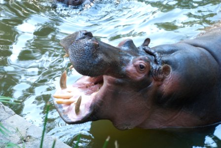 Hippopotamus Mammal Fauna Terrestrial Animal
