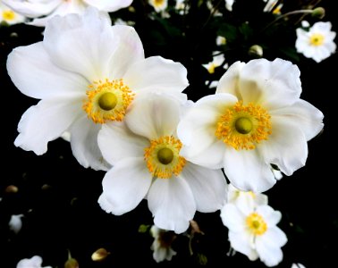 Flower Flowering Plant Plant Flora