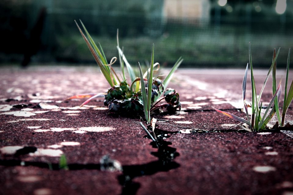 Plant Water Leaf Flora