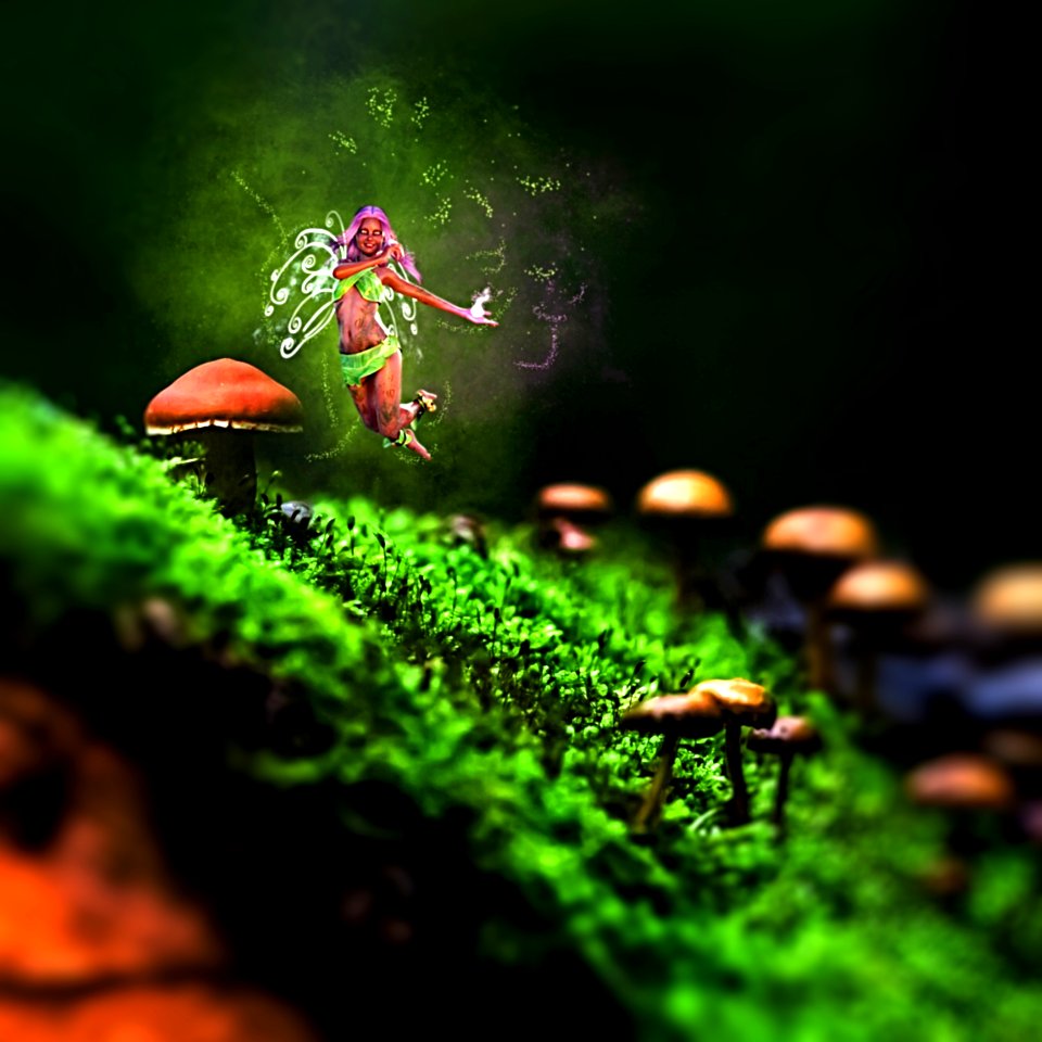 Ecosystem Macro Photography Insect Organism