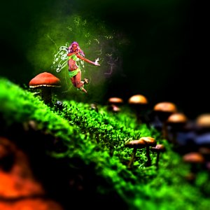 Ecosystem Macro Photography Insect Organism
