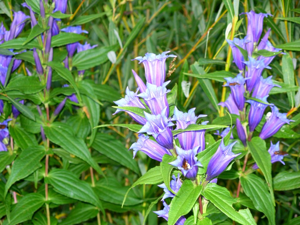 Plant Flora Flower Common Sage