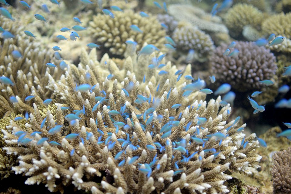 Coral Reef Coral Reef Stony Coral