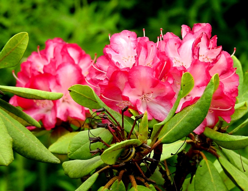 Plant Flower Pink Woody Plant