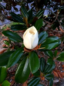 Plant Flora Flower Magnolia Family