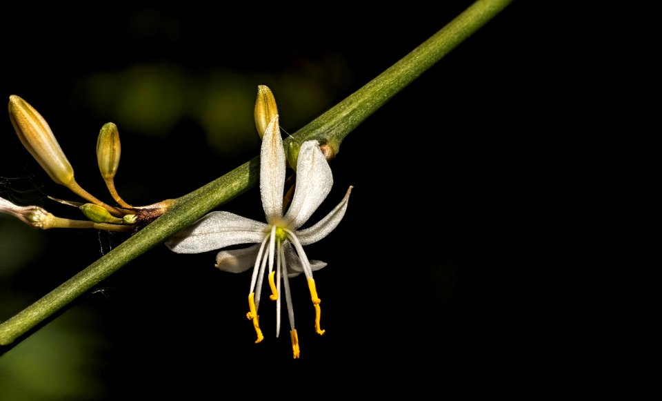 Flora Plant Flower Honeysuckle