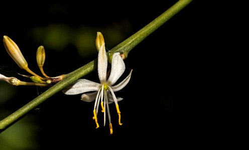 Flora Plant Flower Honeysuckle