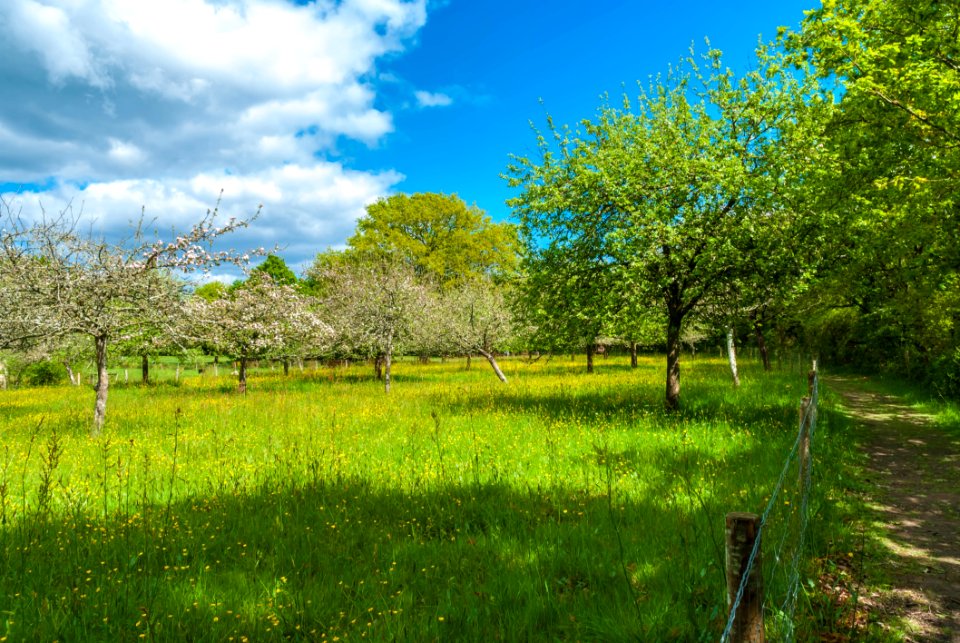 Grassland Vegetation Sky Ecosystem