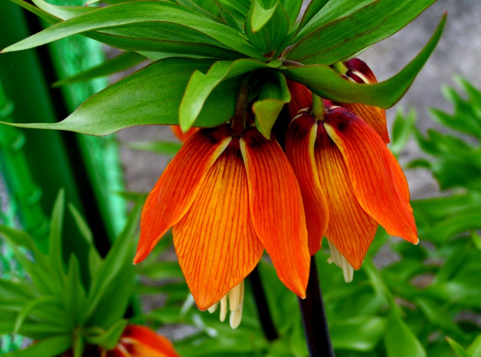 Flower Plant Crown Imperial Flowering Plant
