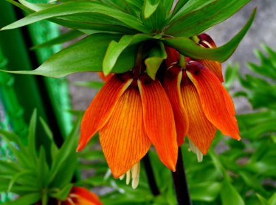 Flower Plant Crown Imperial Flowering Plant photo