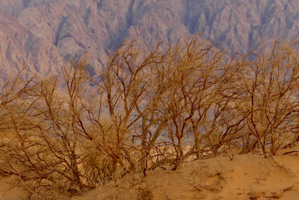 Ecosystem Sky Vegetation Wilderness photo