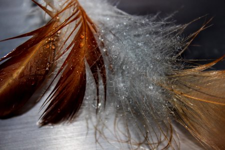 Close Up Feather Macro Photography photo