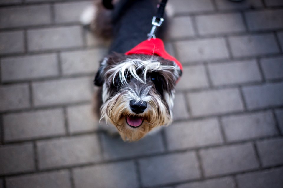 Dog Dog Like Mammal Dog Breed Miniature Schnauzer