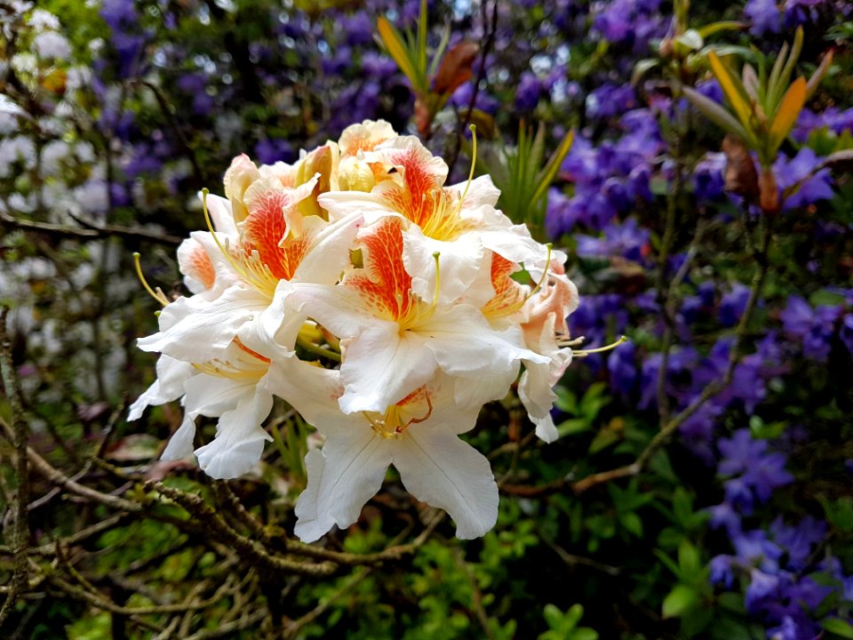 Flower Plant Flowering Plant Flora