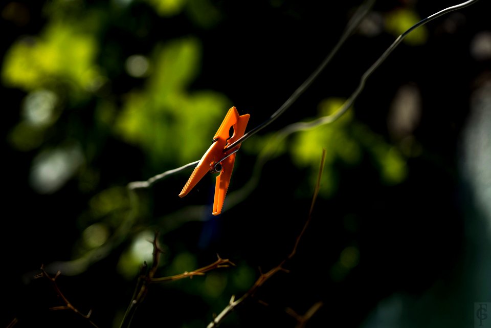 Leaf Vegetation Insect Branch