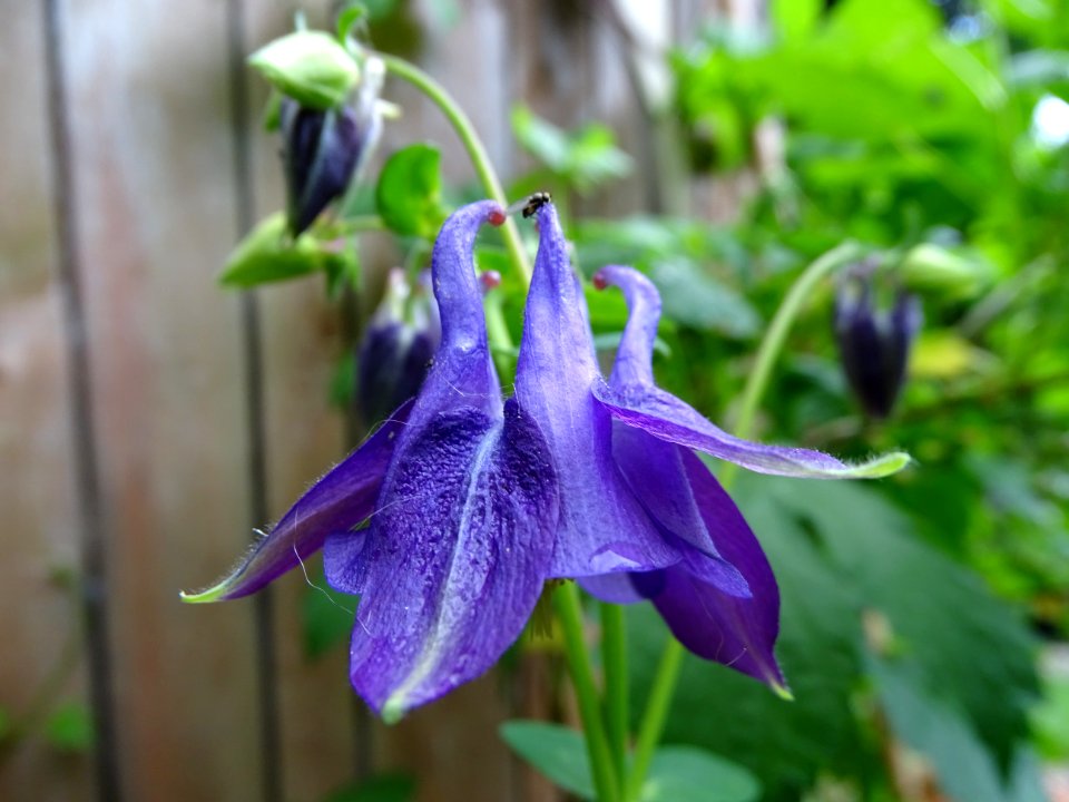 Plant Flower Flora Purple