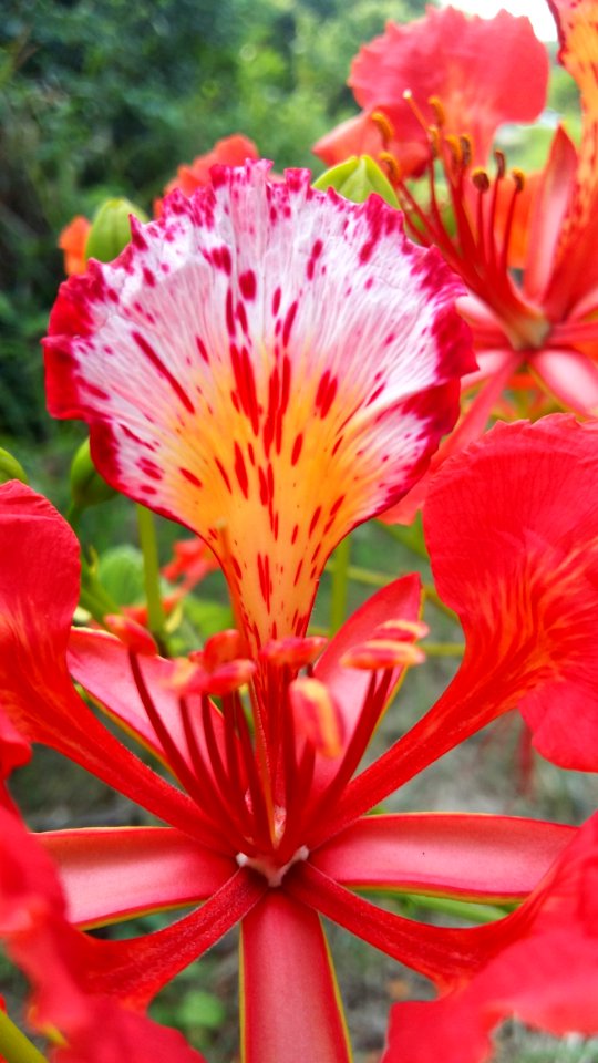 Flower Peruvian Lily Plant Lily