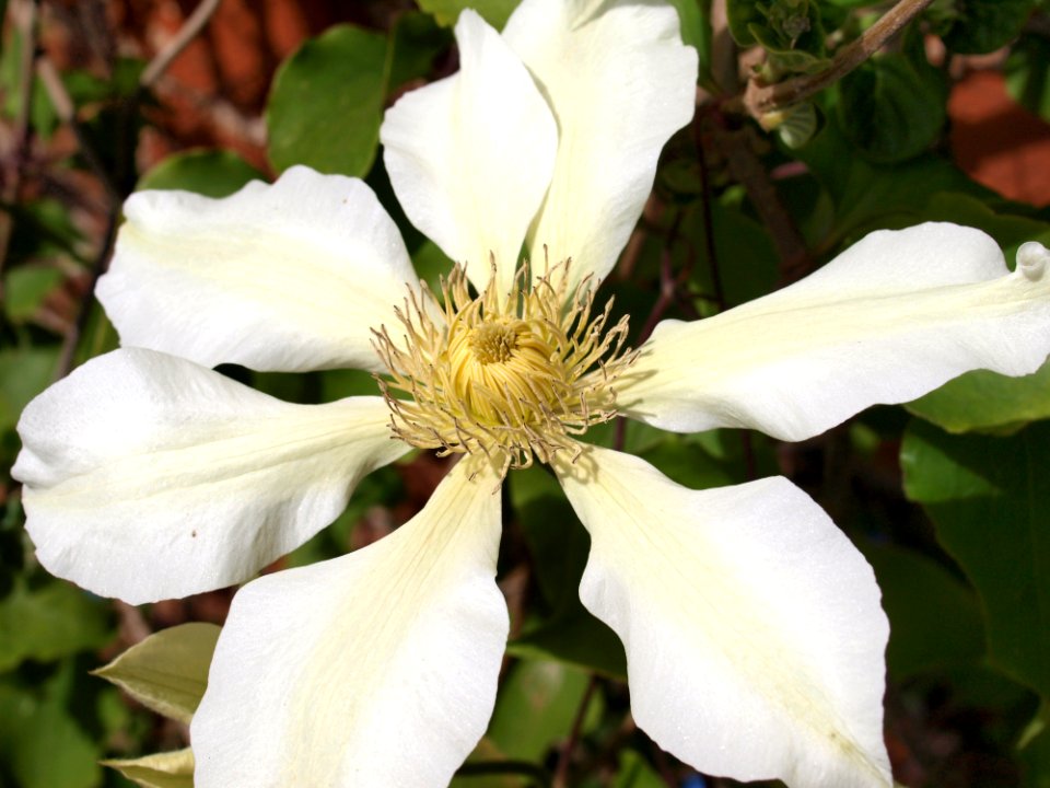 Flower Plant Clematis Flowering Plant