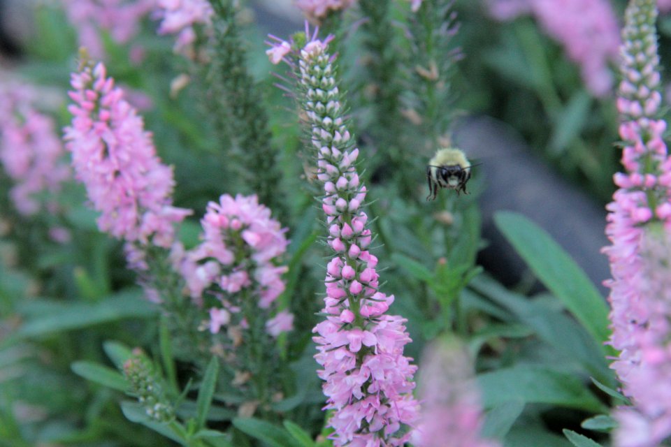 Plant Hyssopus Lavender Lavandula Dentata