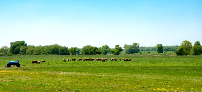 Grassland Pasture Field Ecosystem
