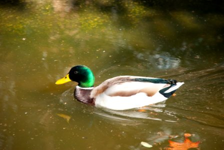 Bird Duck Mallard Water photo