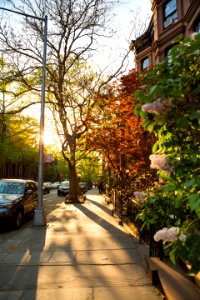Leaf Tree Neighbourhood Road
