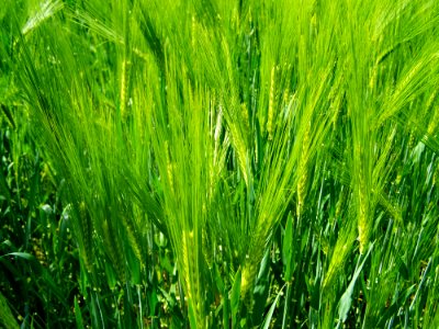 Grass Barley Food Grain Field