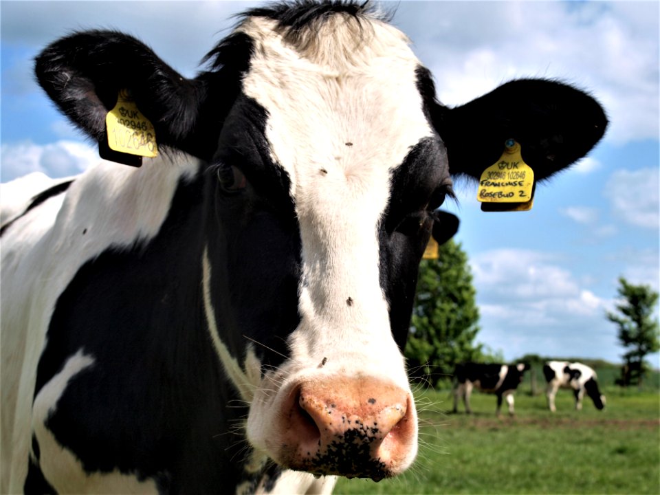 Cattle Like Mammal Dairy Cow Horn Grazing