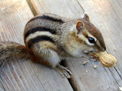 Squirrel Fauna Chipmunk Mammal photo