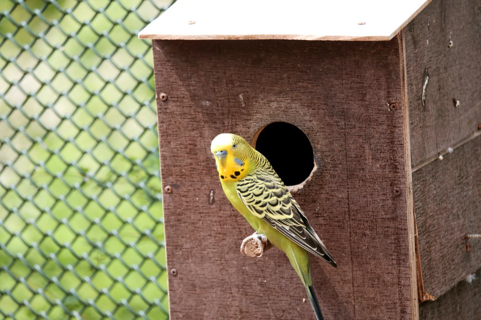 Common Pet Parakeet Bird Parakeet Fauna