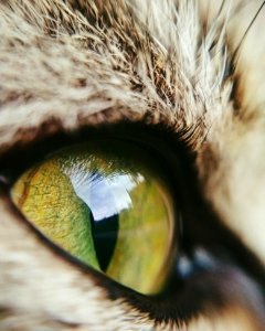 Eye Whiskers Cat Fauna photo