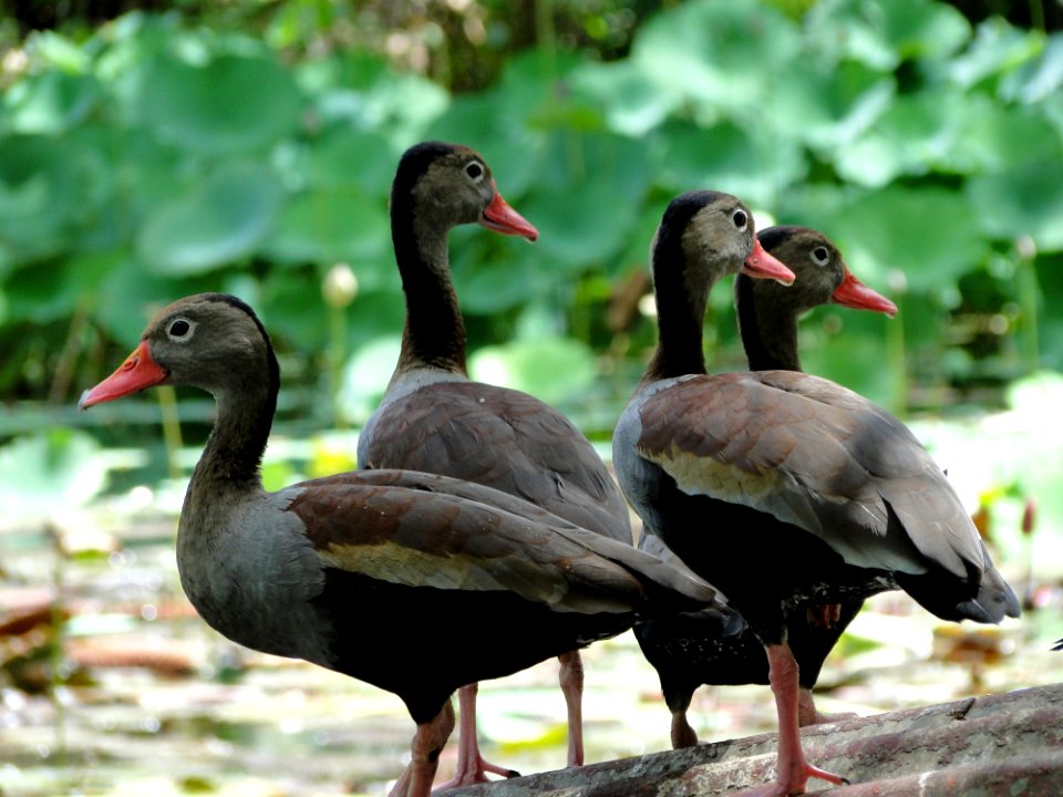 Bird Duck Fauna Ducks Geese And Swans