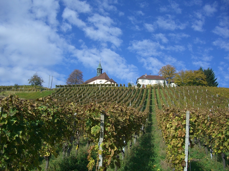 Berglekapelle vineyard swim
