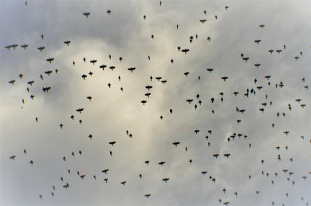 Sky Flock Bird Migration Animal Migration photo
