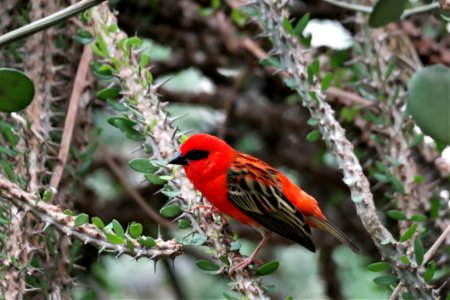 Bird Fauna Beak Cardinal